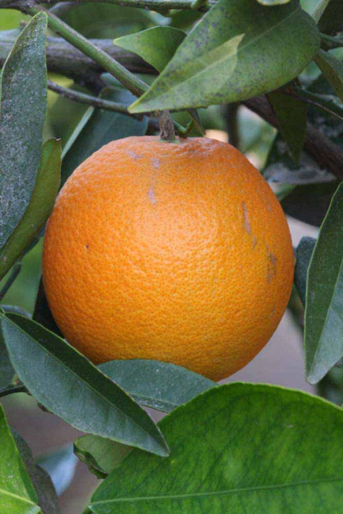              Fruit (Riverside, CA)       